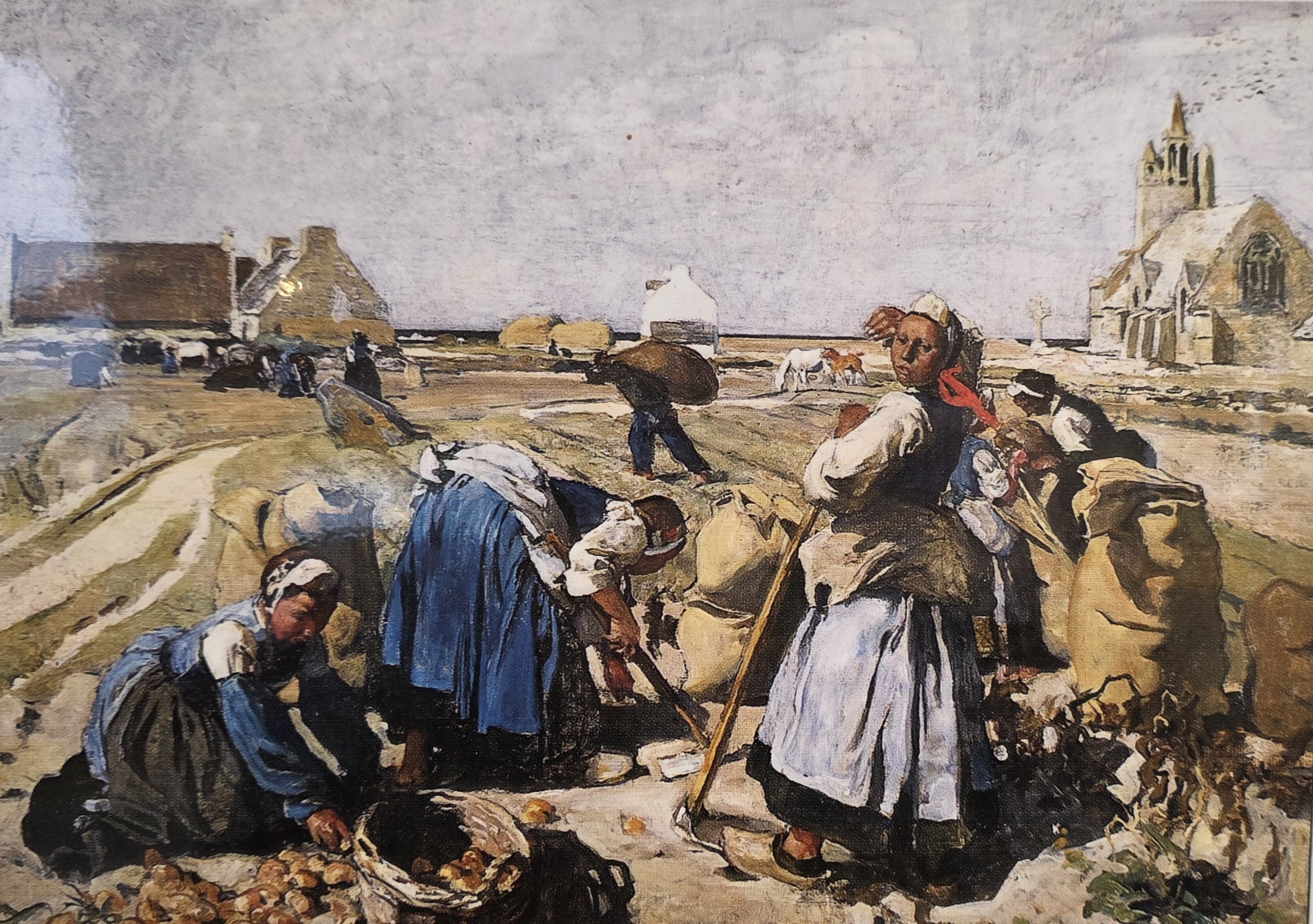 La récolte des petits pois