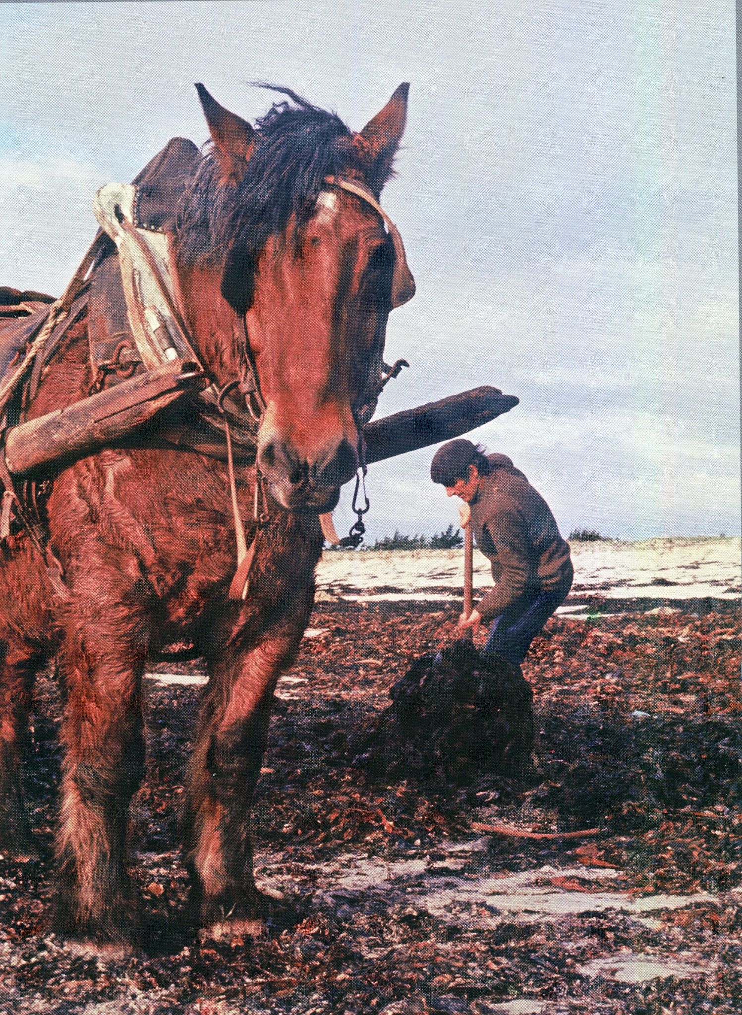 Jean Loussouarn et son cheval Martin