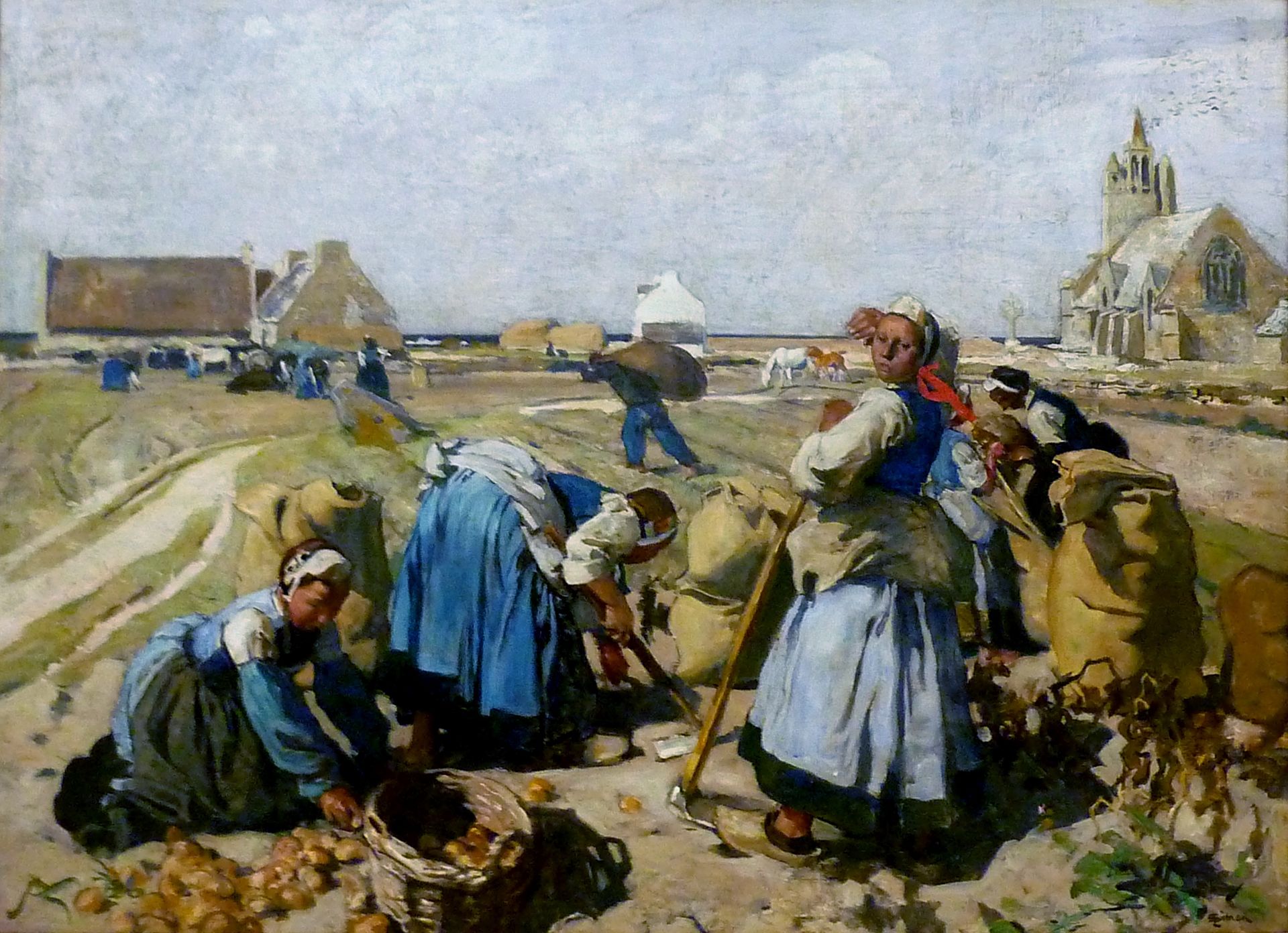 Récolte des pommes de terre